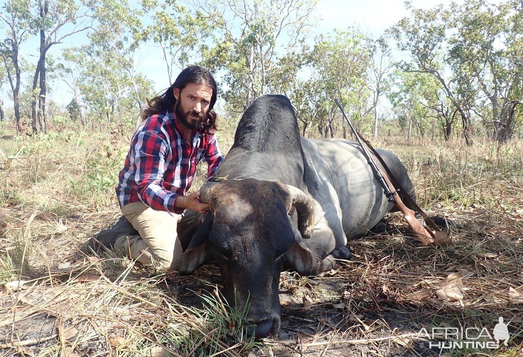 Wild Bull Hunting