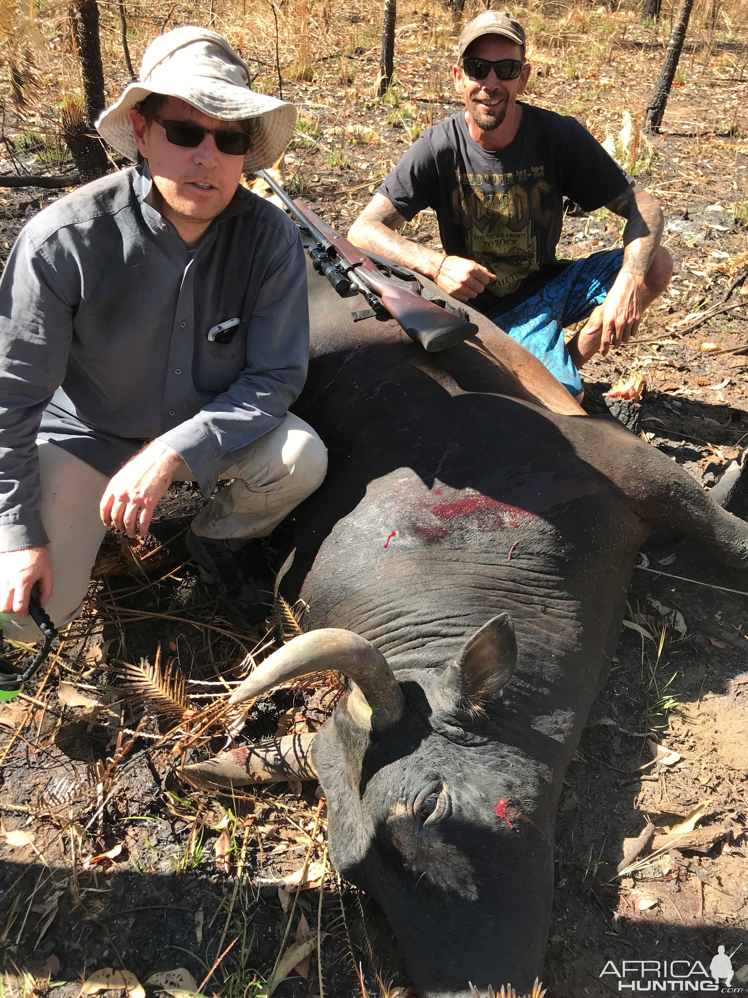 Wild Bull Meat Hunt Australia