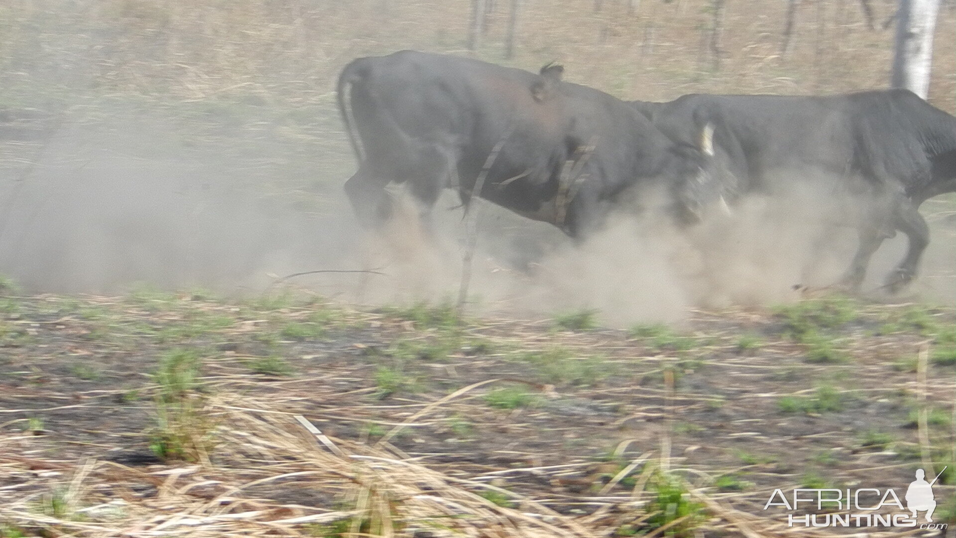 Wild Bull Wildlife New Zealand