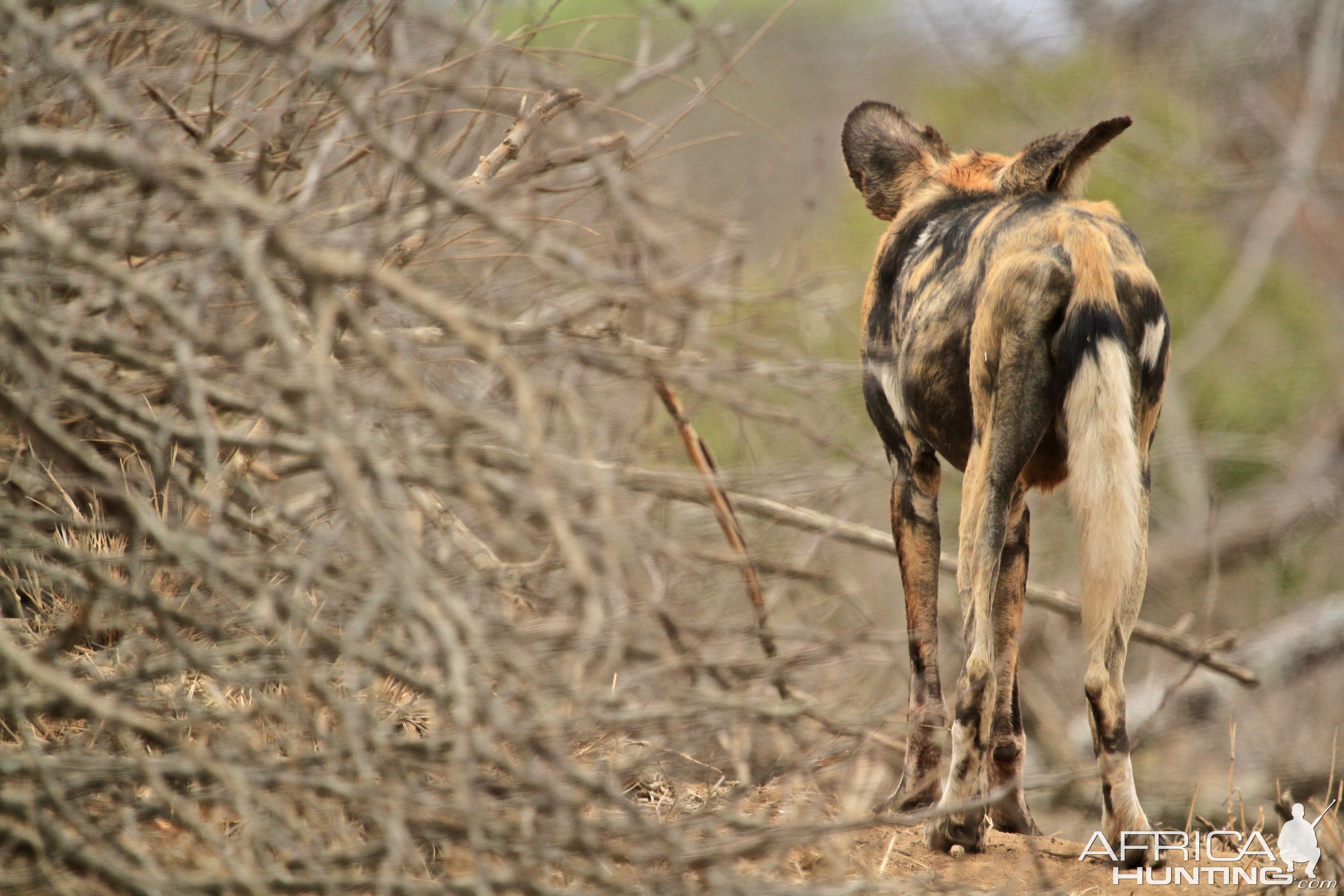 Wild Dog in Tanzania