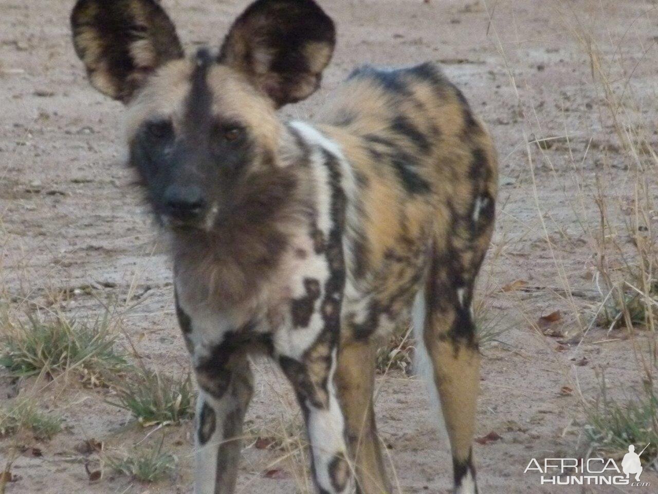 Wild Dog Wildlife Zimbabwe