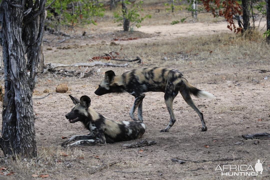 Wild Dogs in Zimbabwe