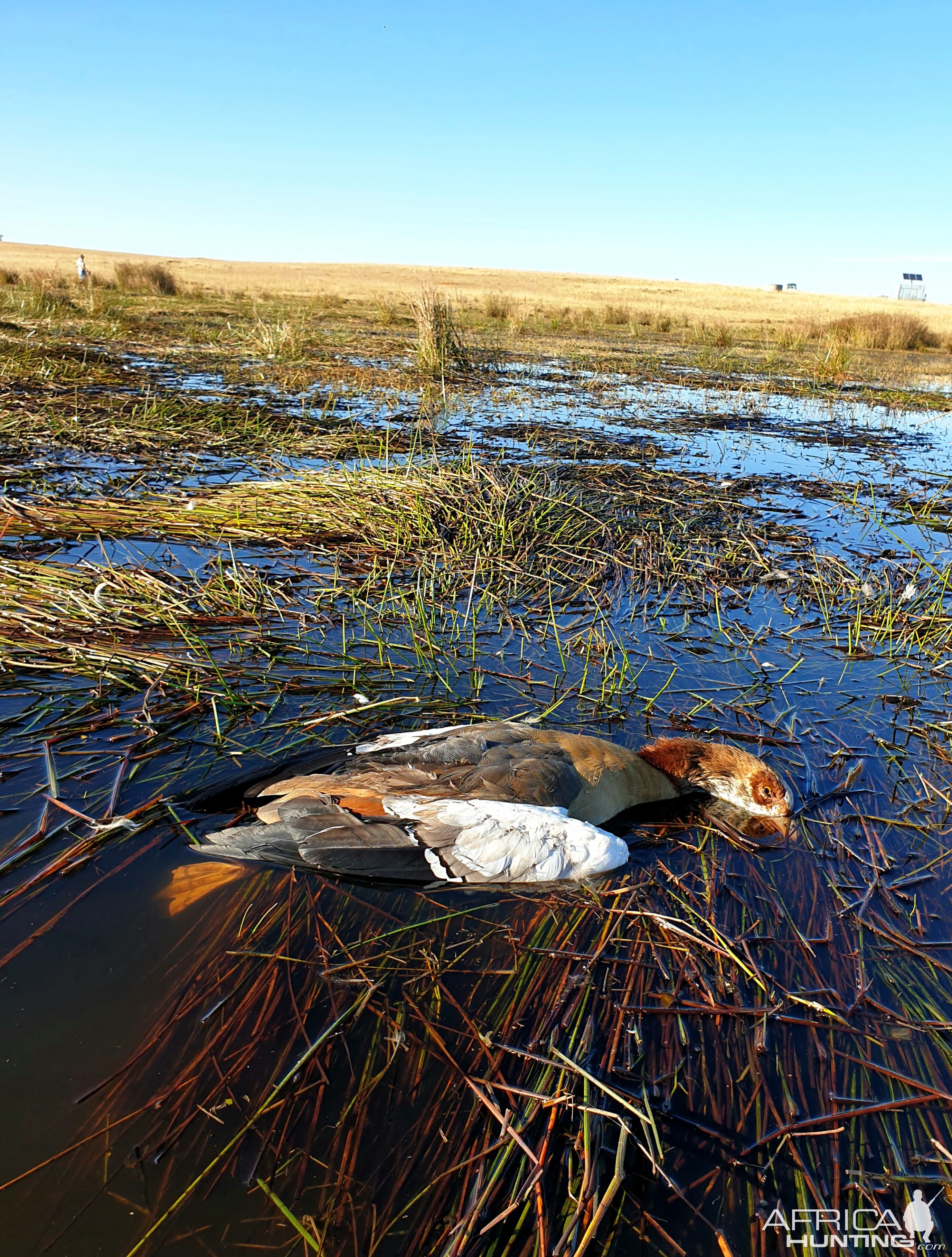 Wild Goose Shooting South Africa