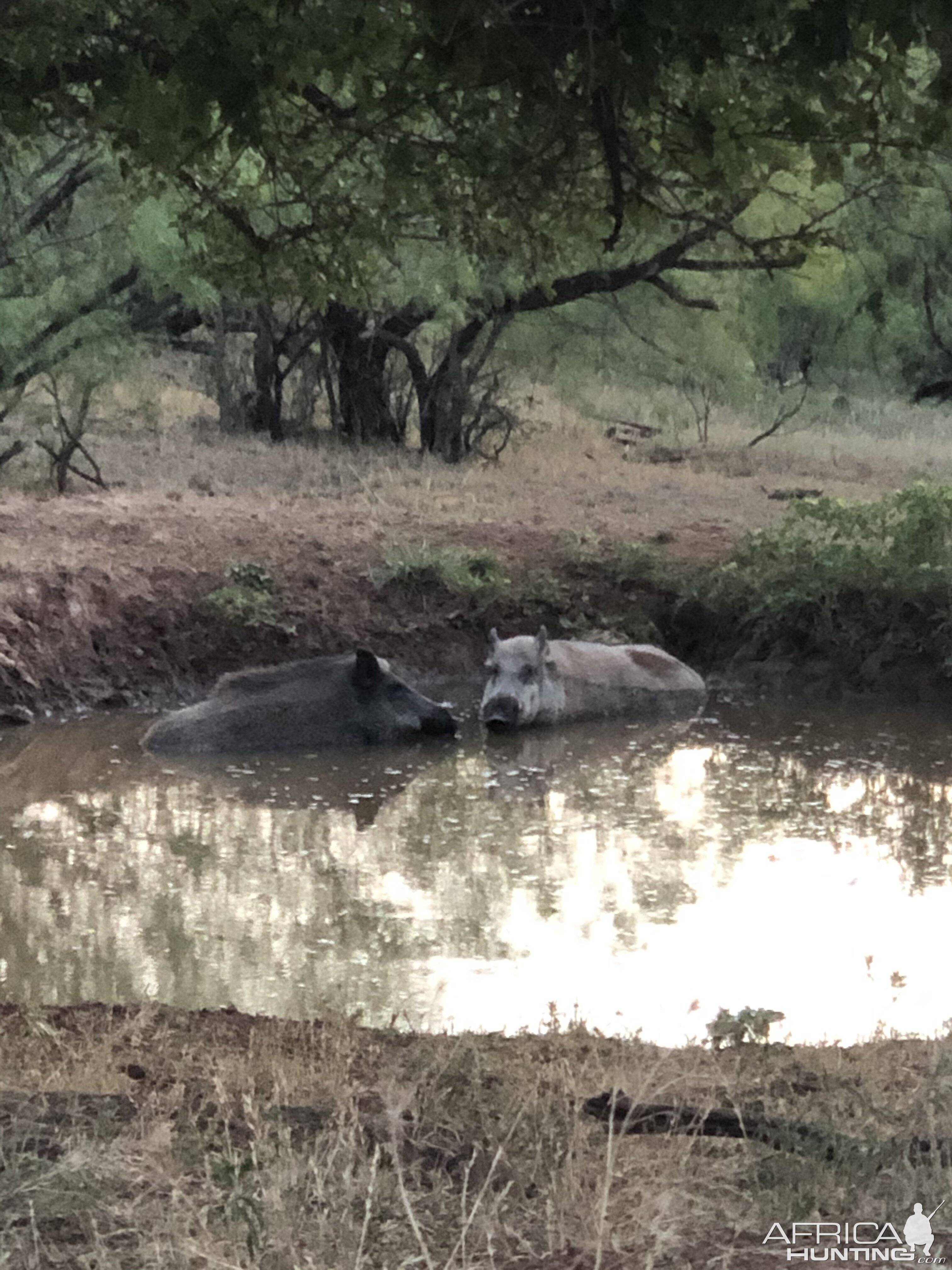 Wild Hogs Texas USA