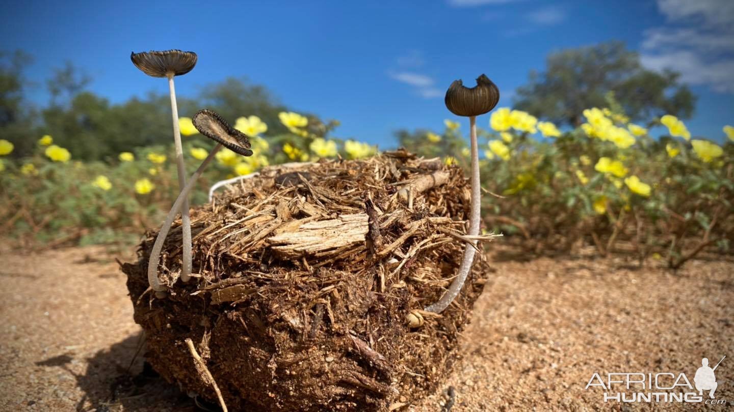 Wild Mushrooms Namibia