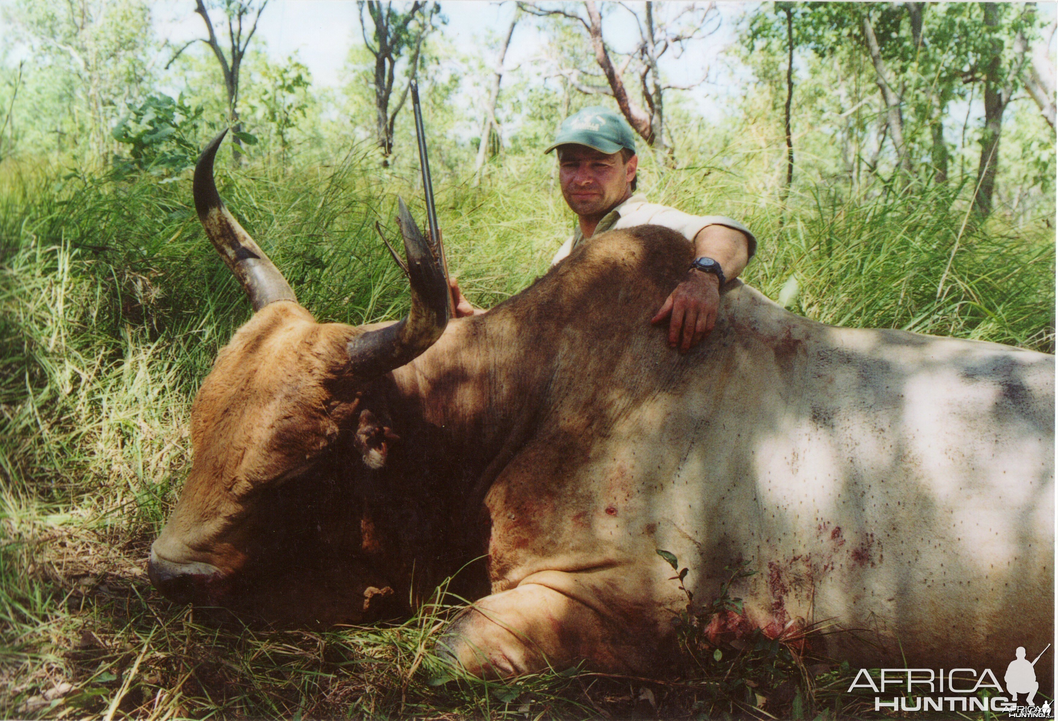 Wild Oxen, Arnhemland, Australia.