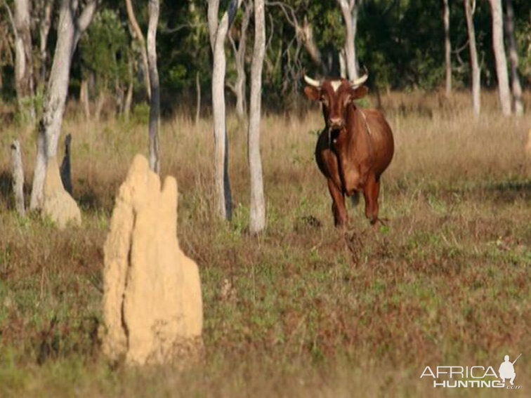 Wild Oxen, Arnhemland, Australia