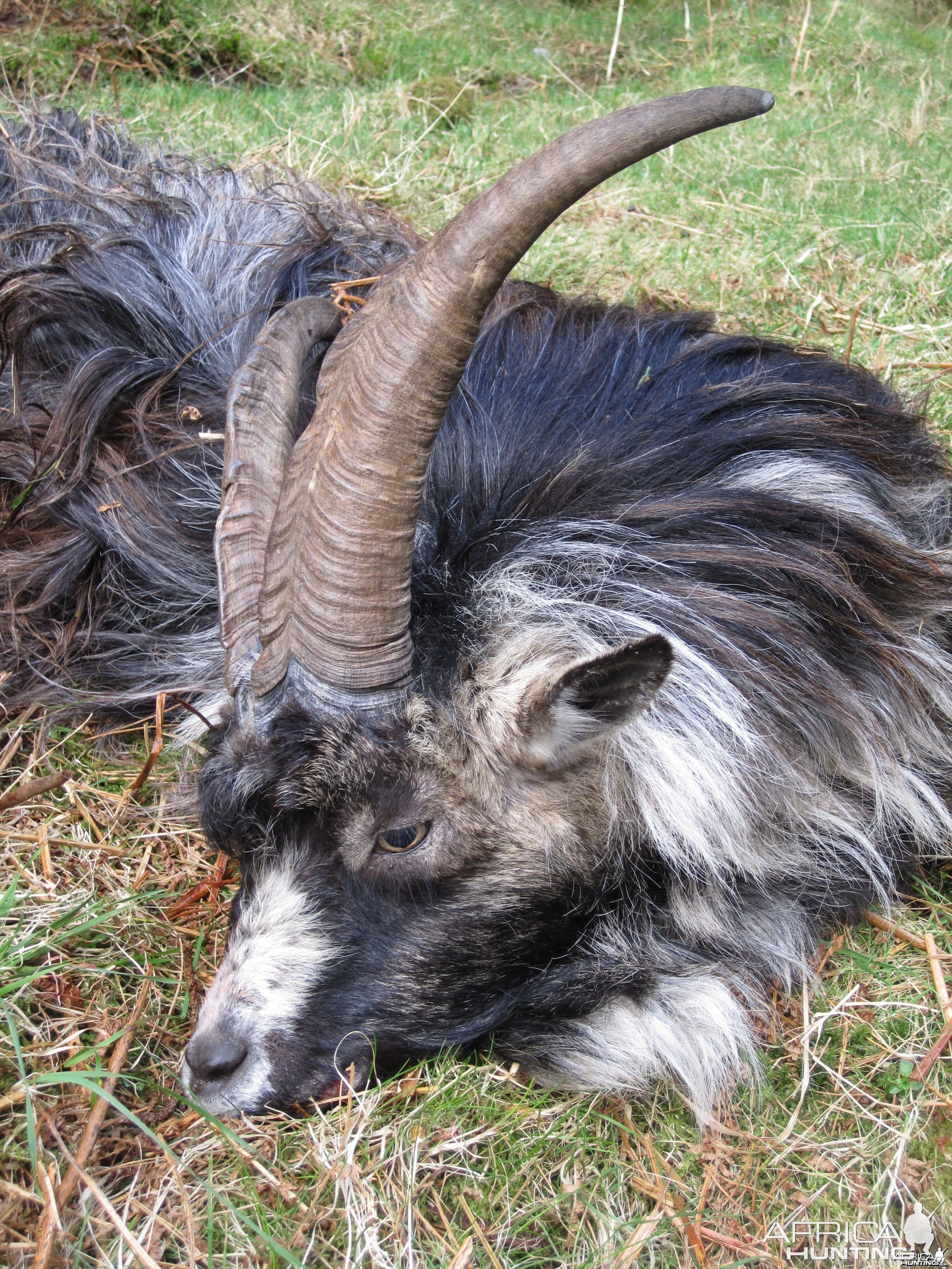 Wild Scottish Goat