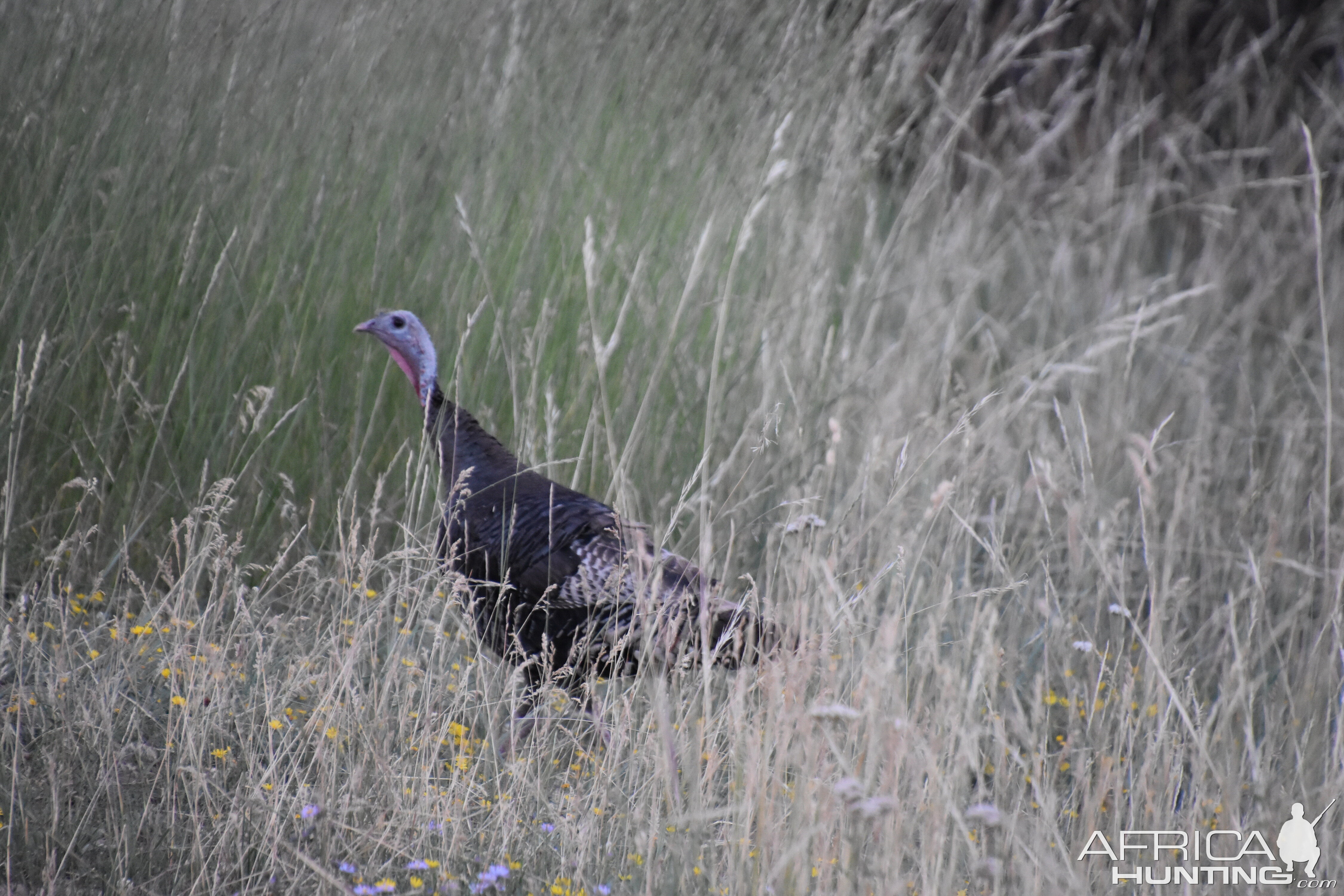 Wild Turkey Utah USA