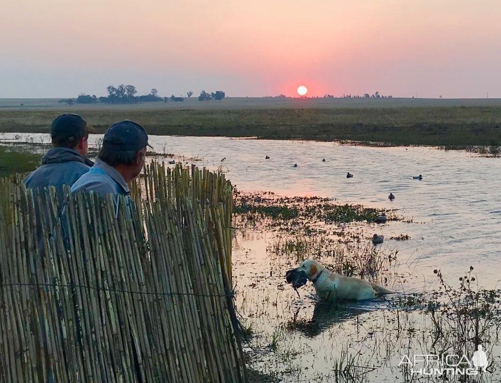 Wild Waterfowl Shooting South Africa