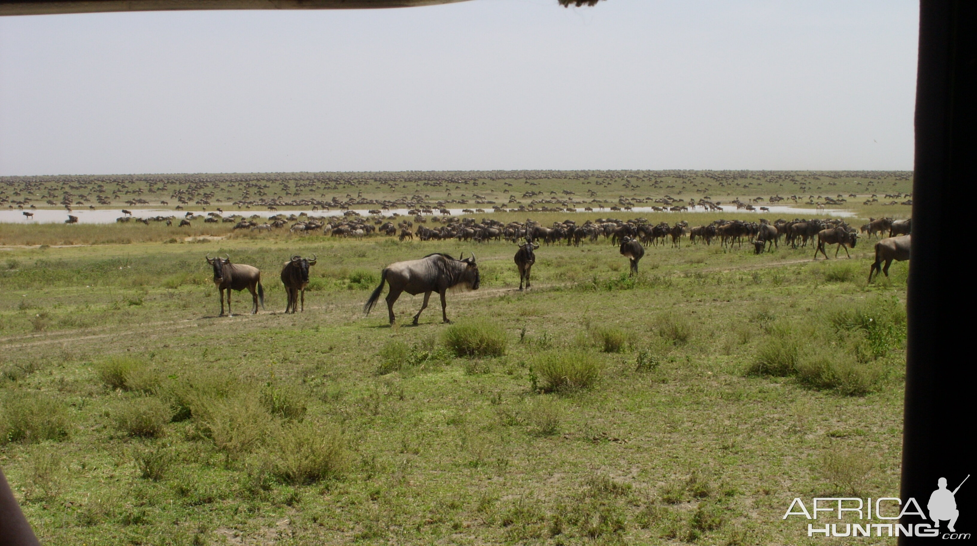 Wildebeest as far as the eye can see - Tanzania