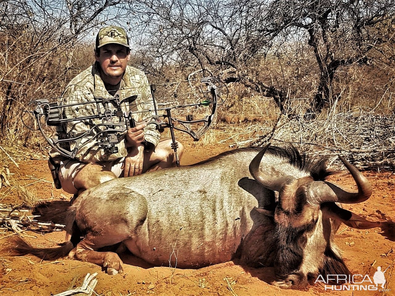 Wildebeest Bow Hunting South Africa