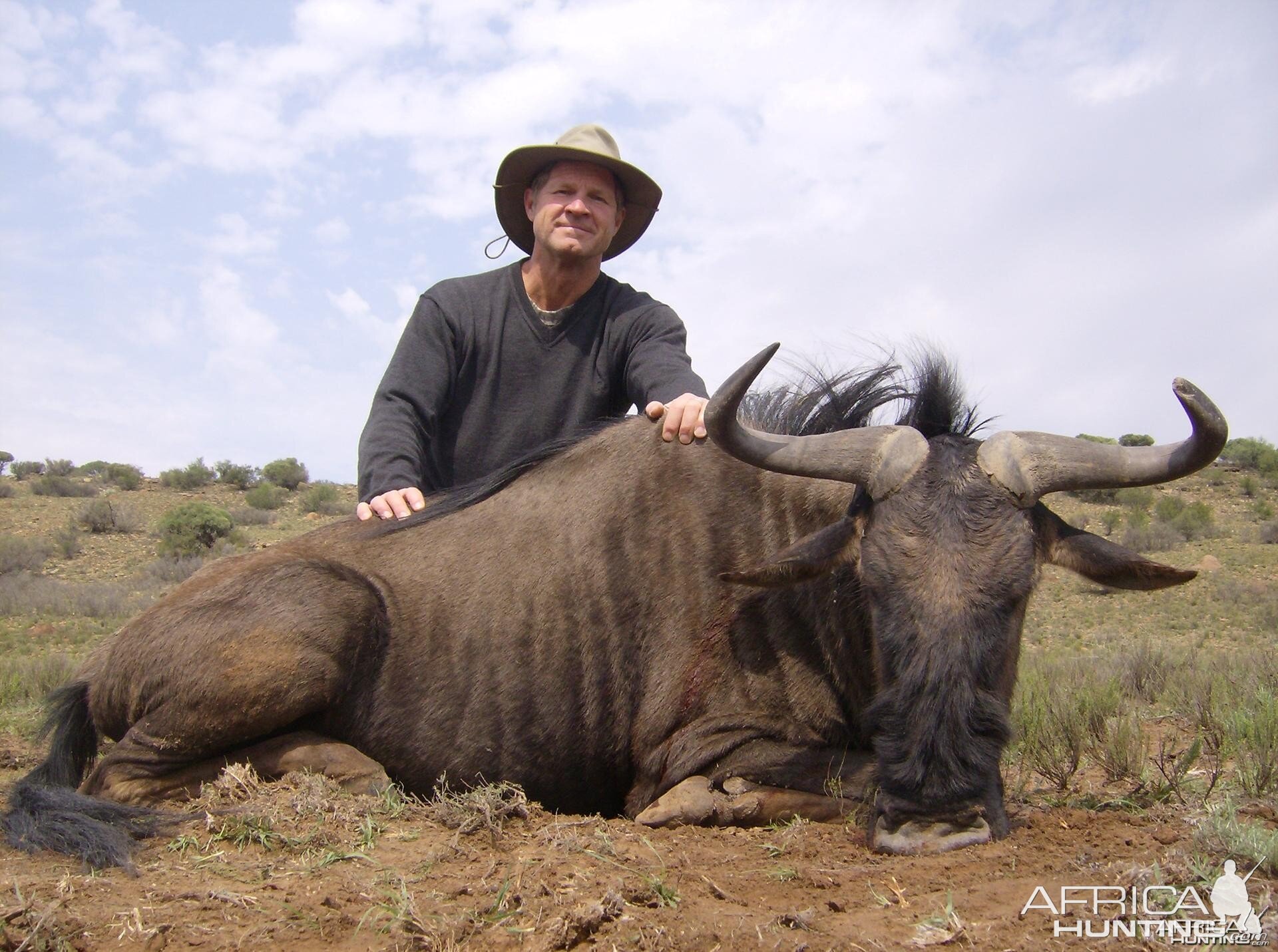 Wildebeest hunt South Africa