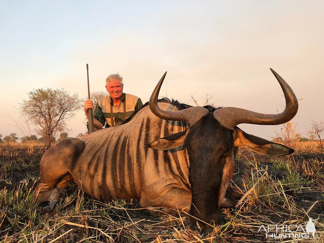 Wildebeest Hunting South Africa