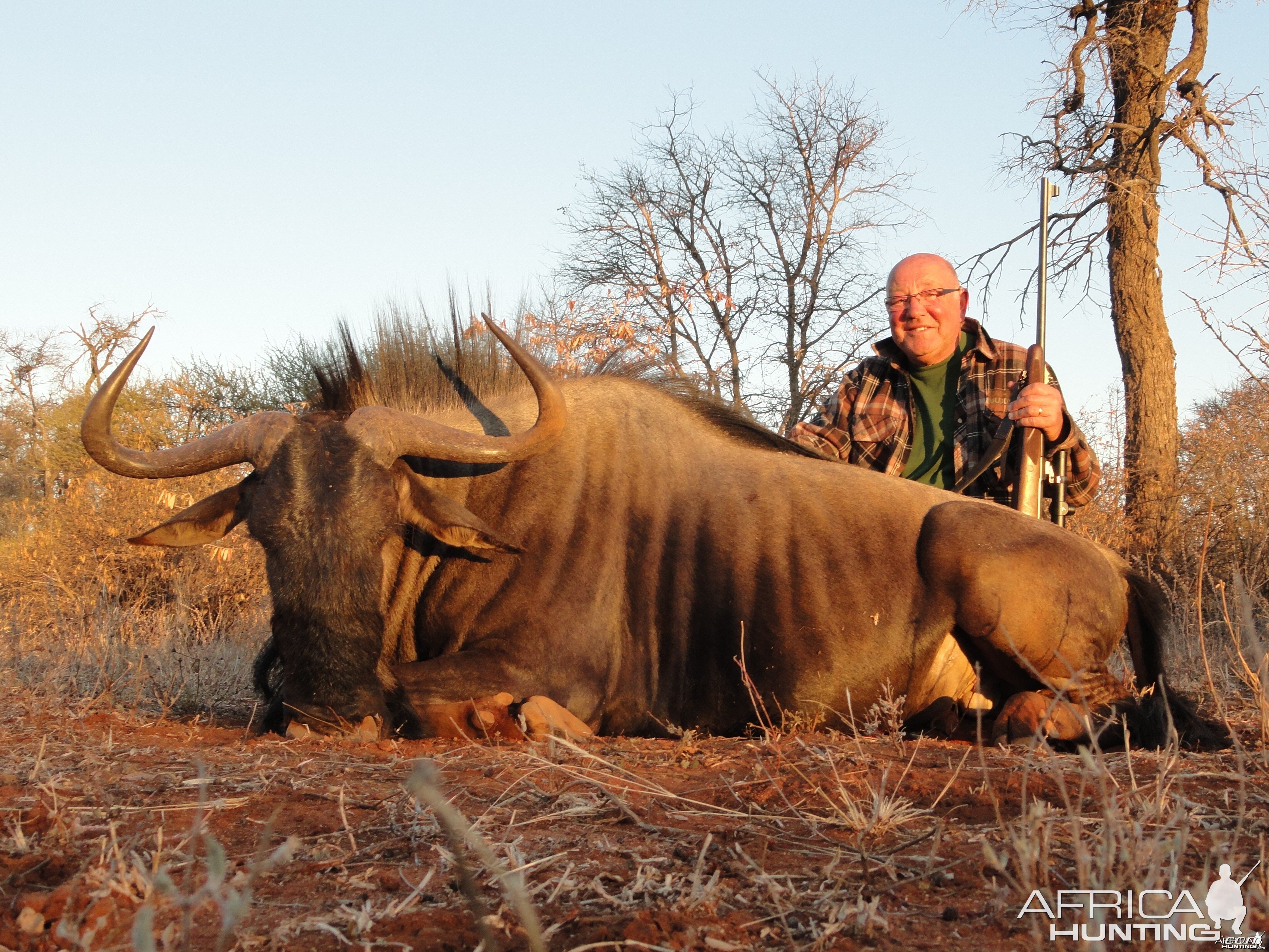 Wildebeest - Limpopo valley, RSA