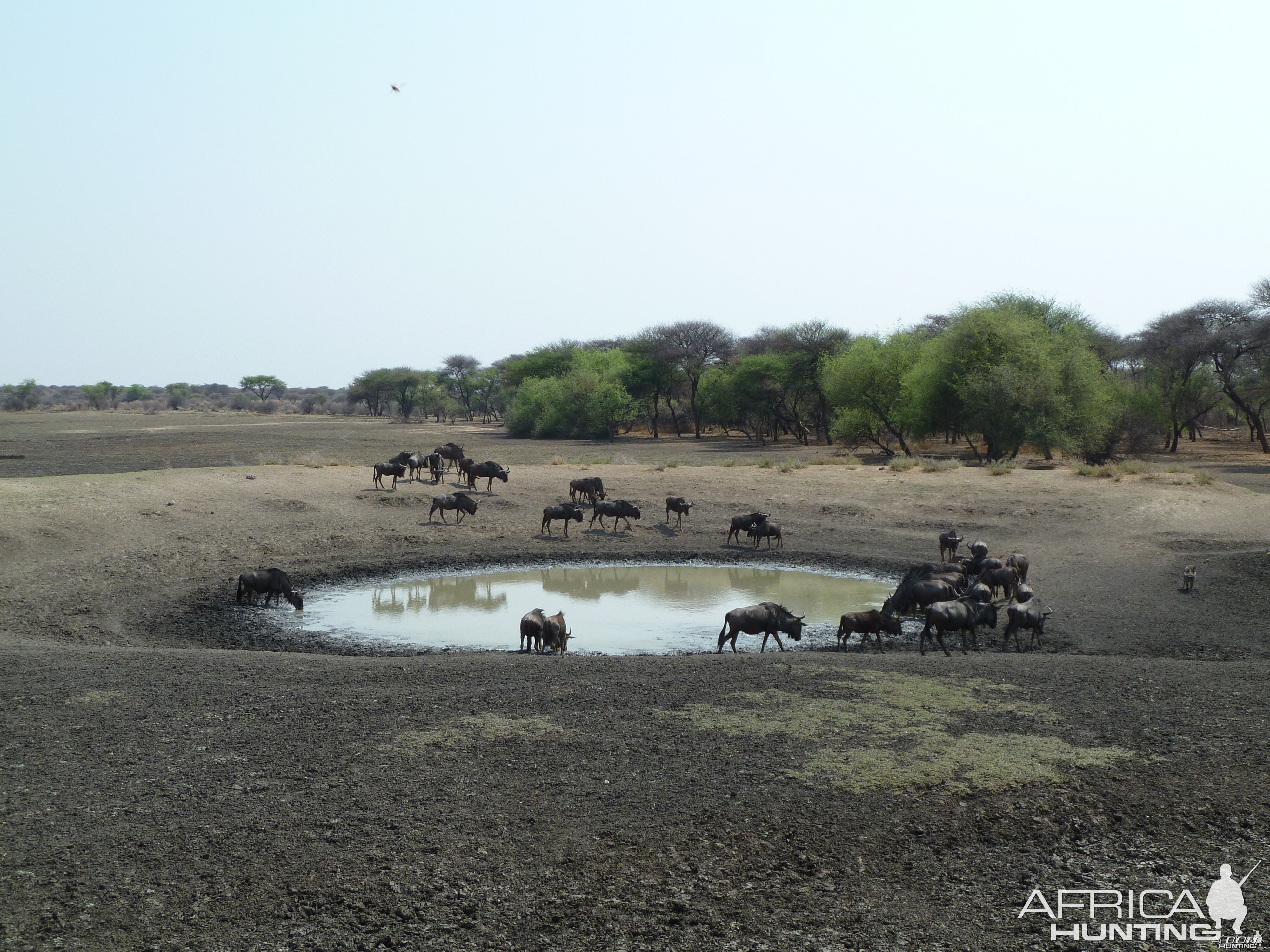 Wildebeest Namibia