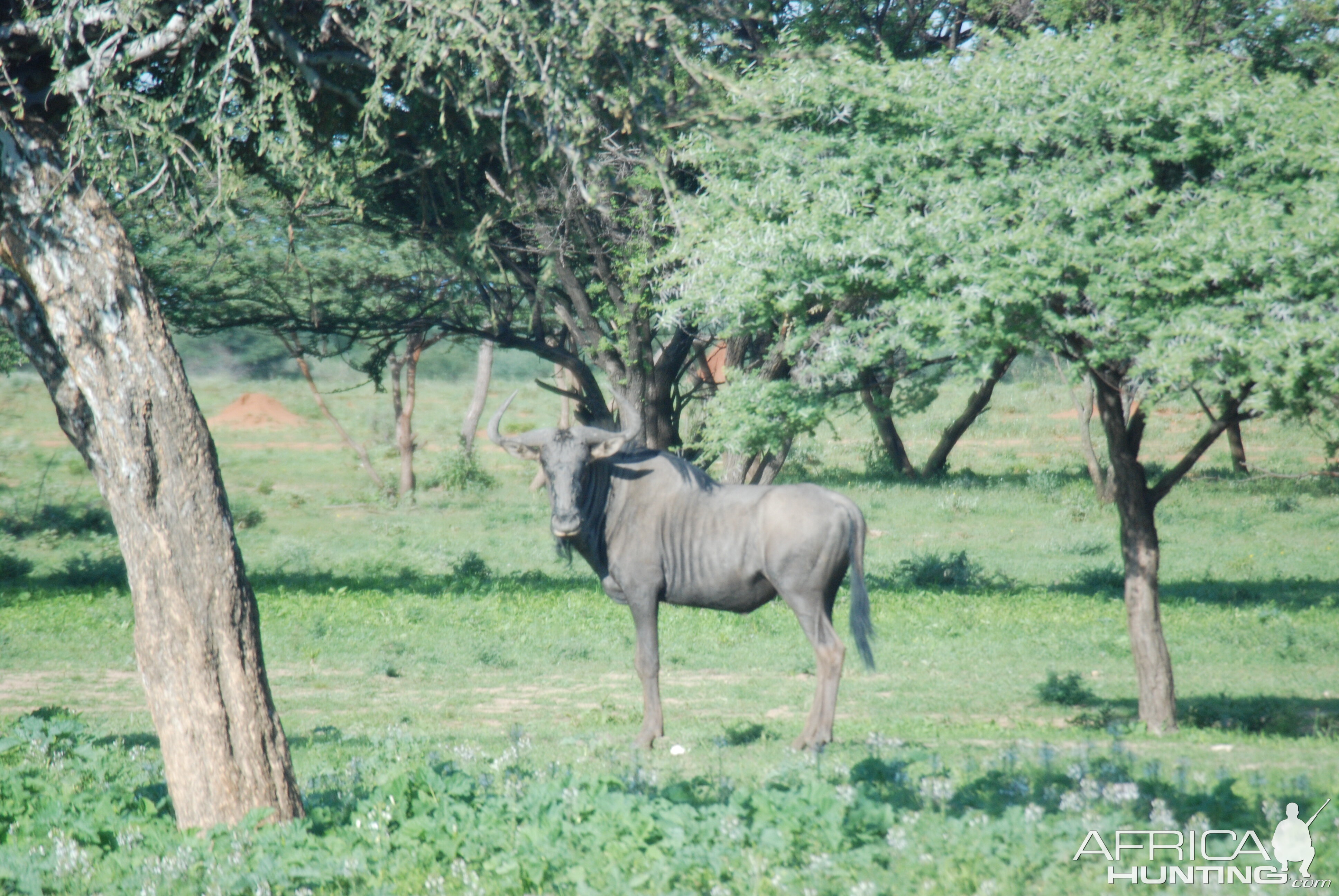 Wildebeest Namibia