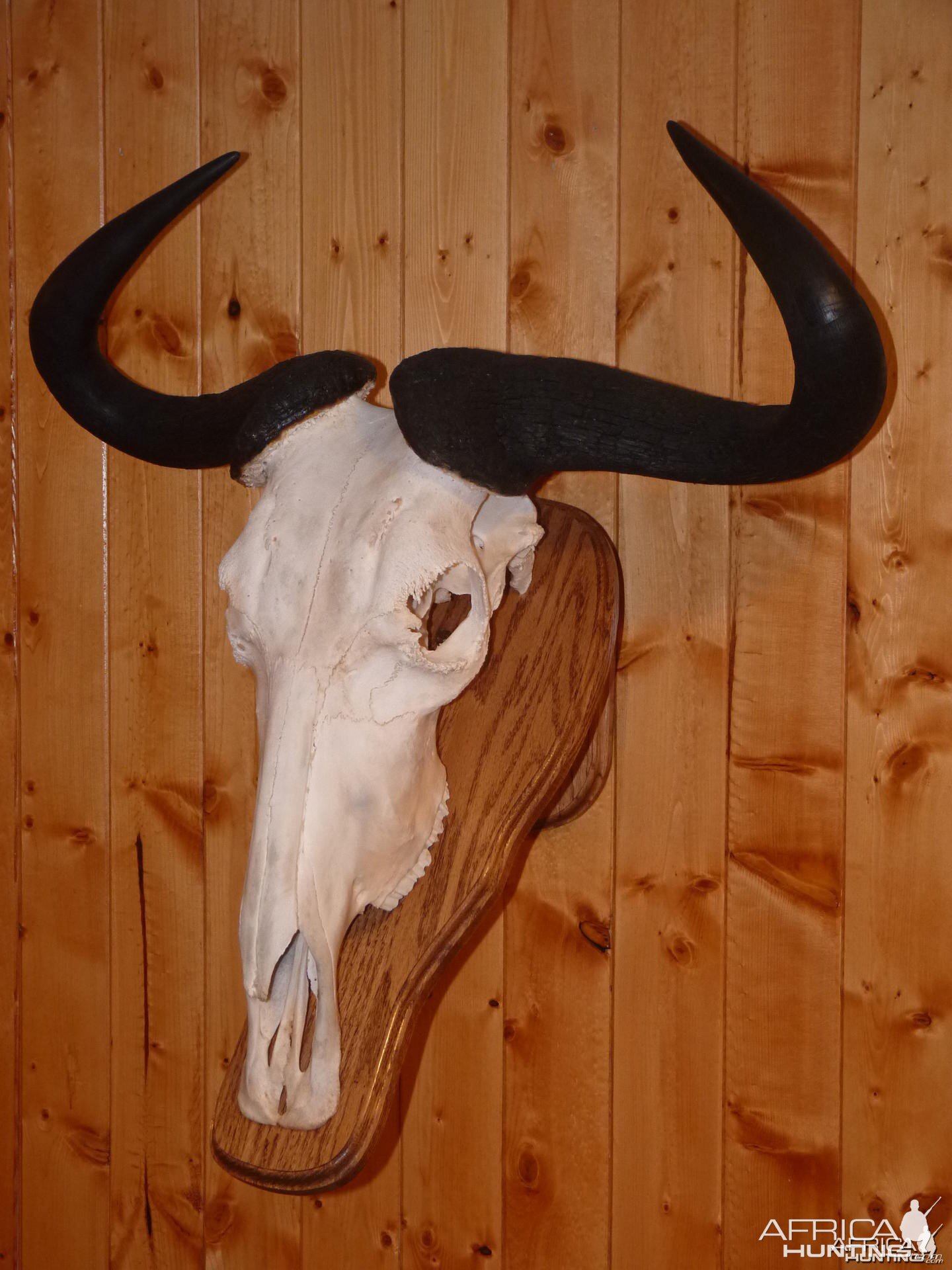 Wildebeest Taxidermy