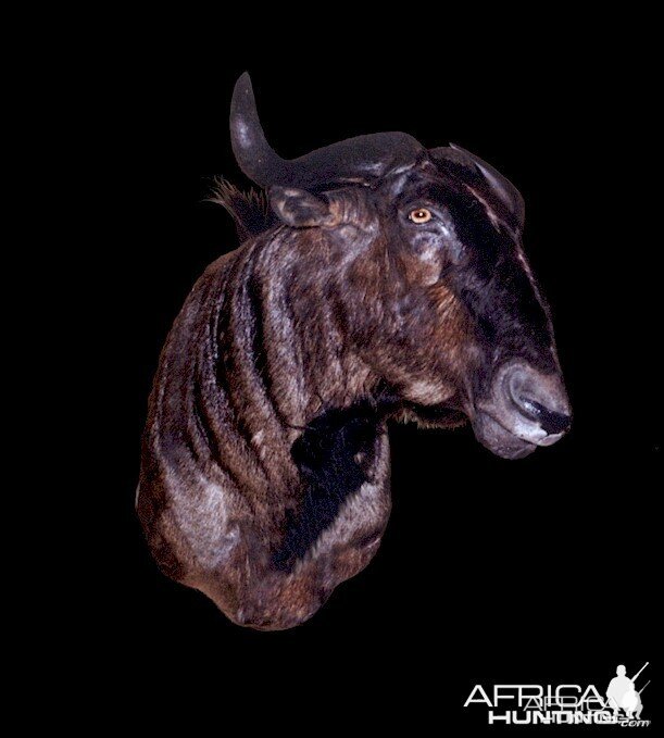 Wildebeest Wall Mount