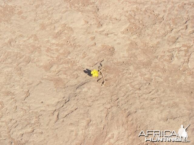 Wildflower Deadvlei Namibia