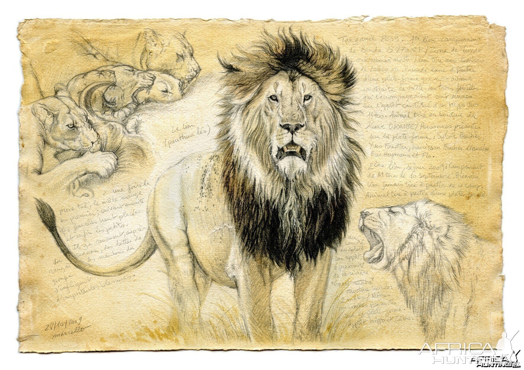 Wildlife Artist Marcello Pettineo - Lion