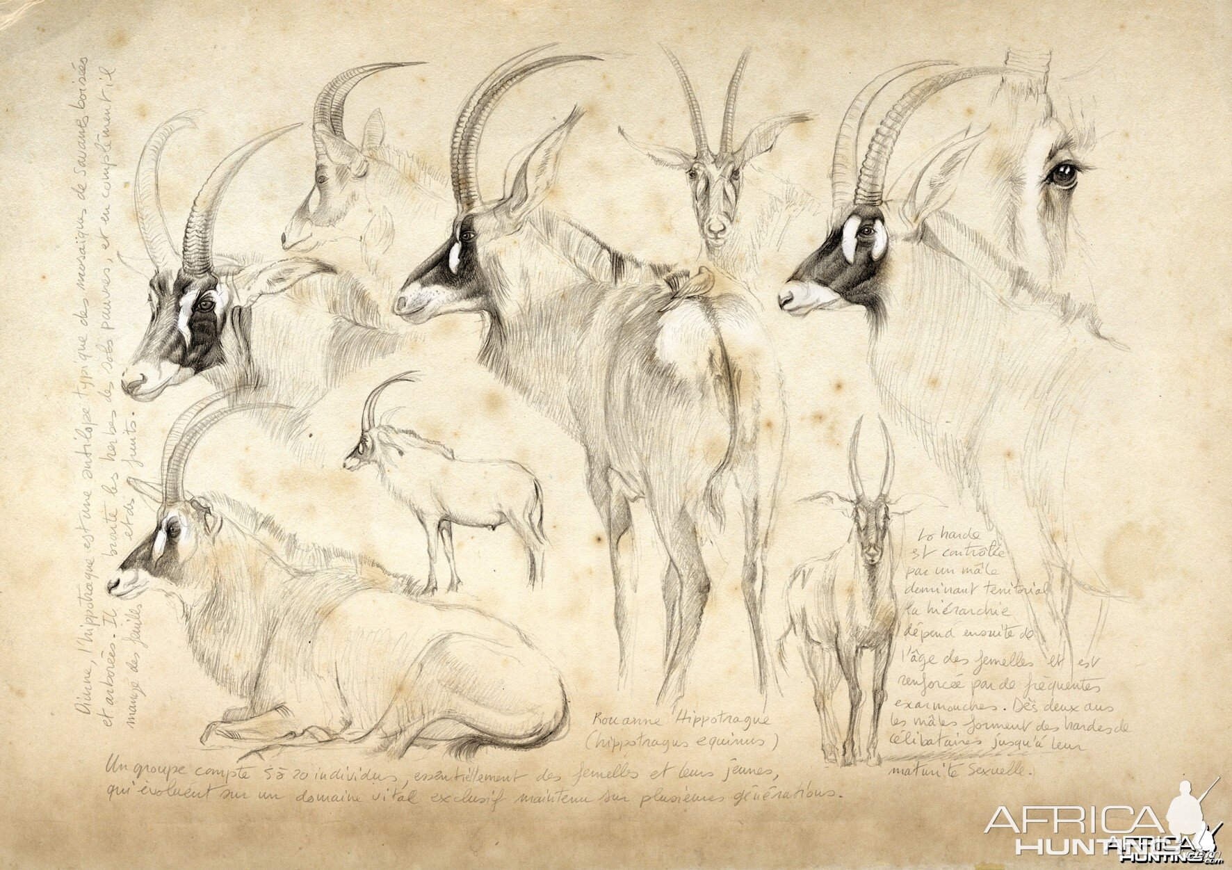 Wildlife Artist Marcello Pettineo - Roan Antelope