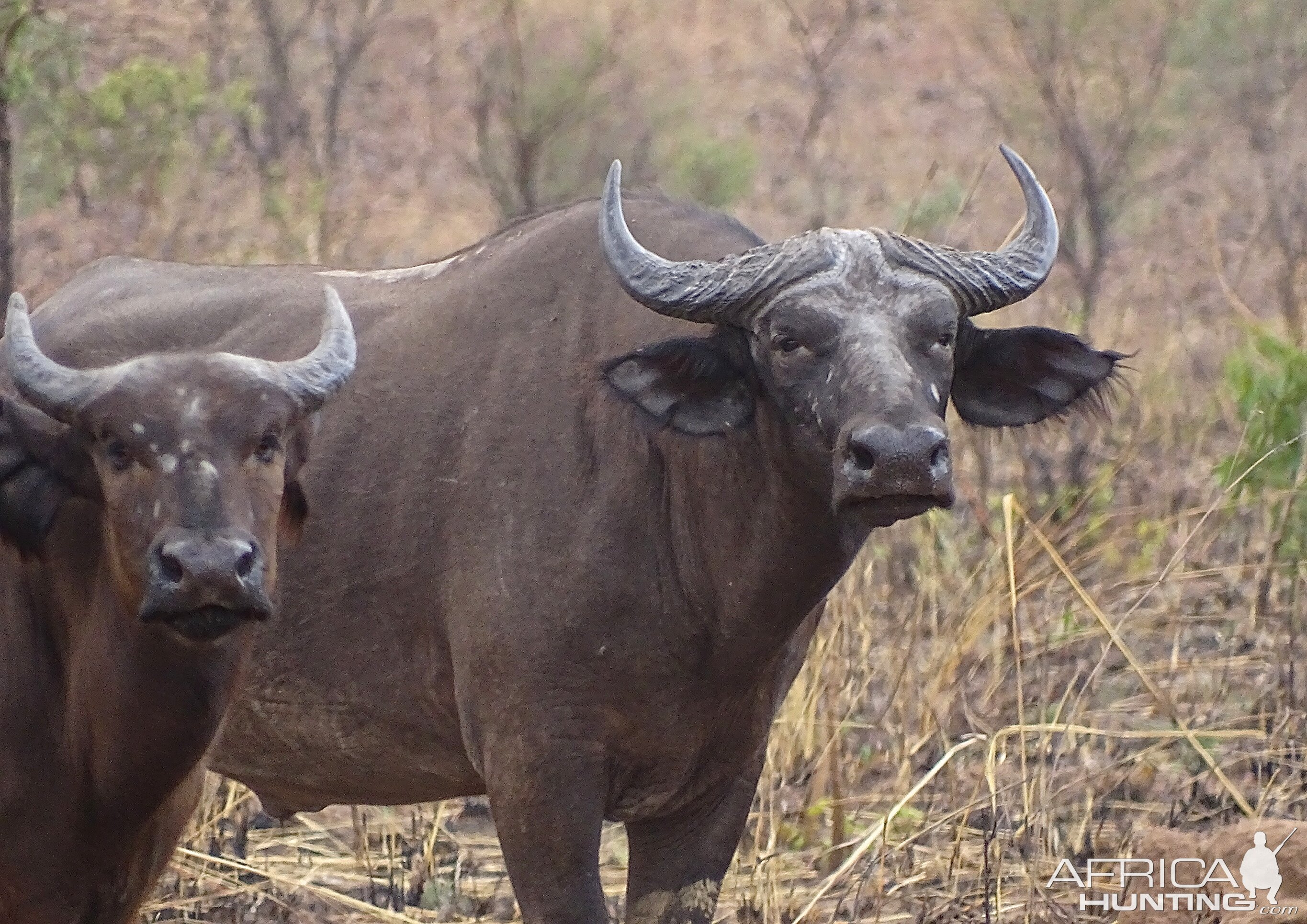 Optage Søg boom Wildlife Benin West African Savanna Buffalo | AfricaHunting.com