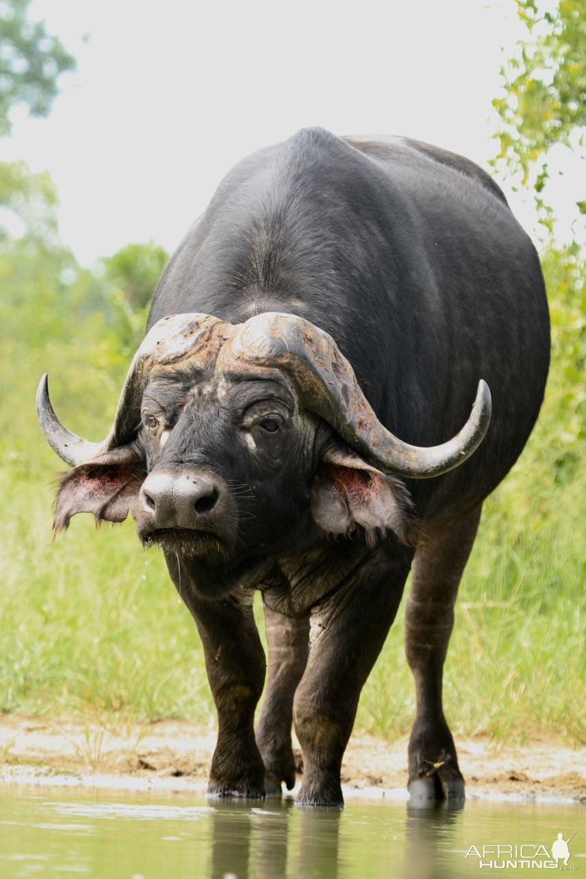 Wildlife Buffalo In Africa