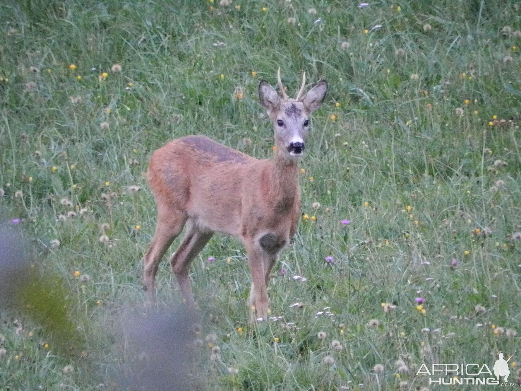 Wildlife Roe Deer Slovenia