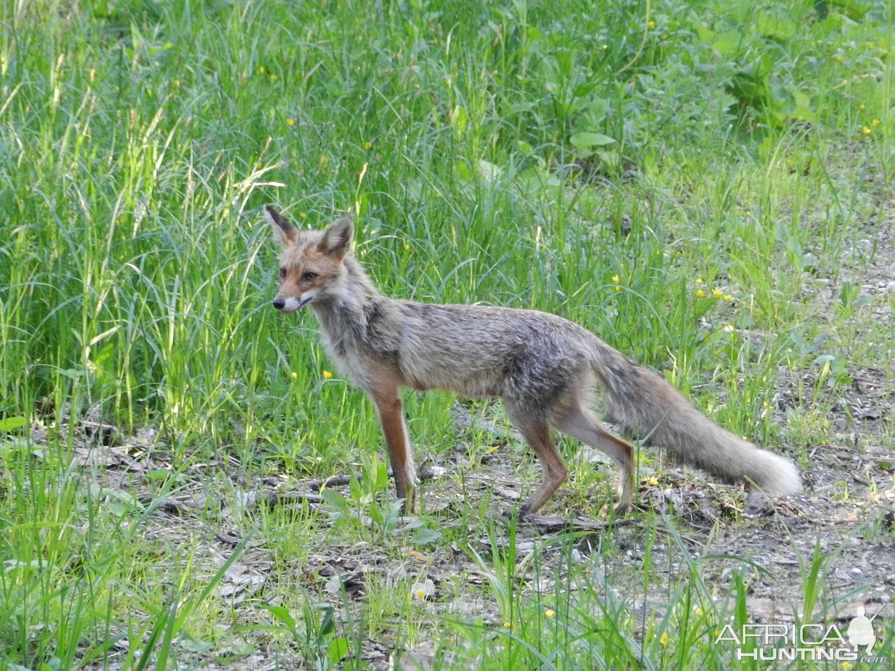 Wildlife Slovenia Fox