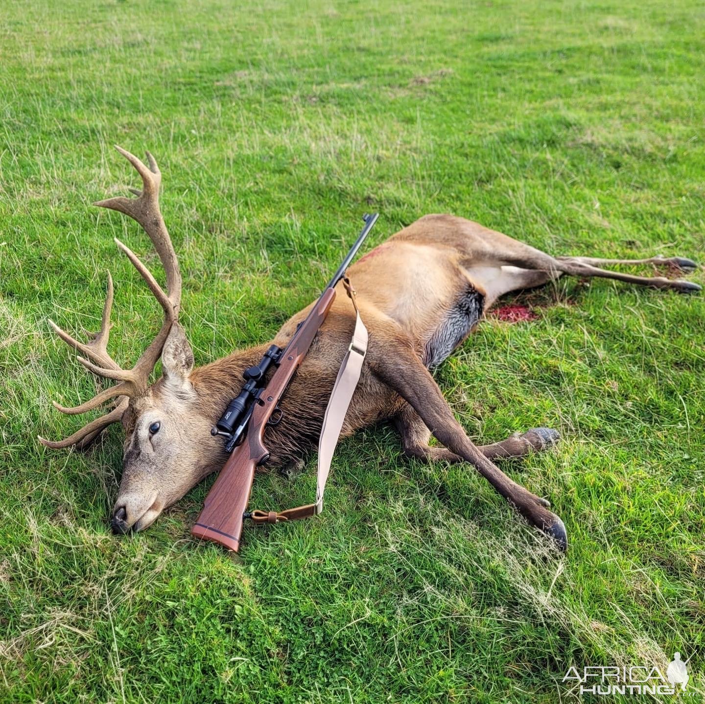 Winchester Mod 70 Classic Super Express Rifle