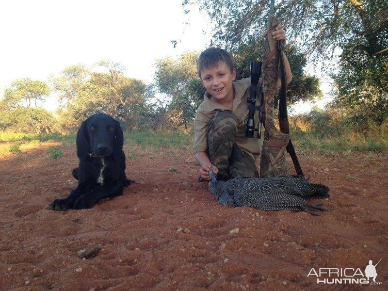 Wing Shooting Guinea Fowl