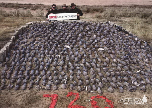 Wingshooting Dove in Argentina