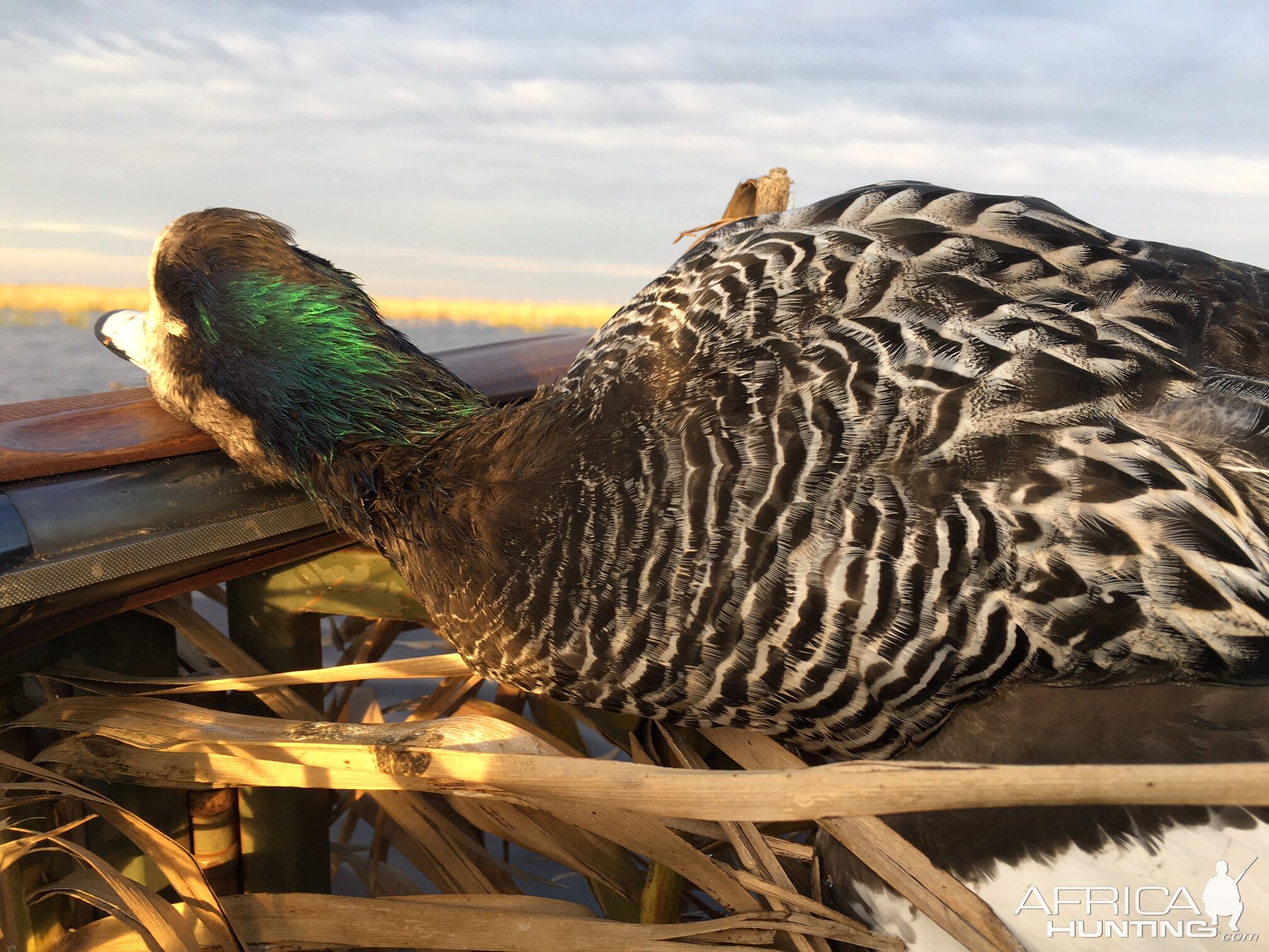 Wingshooting Duck in Argentina