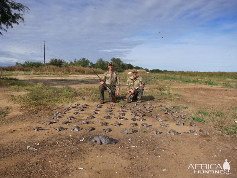 Wingshooting Pigeon in Argentina