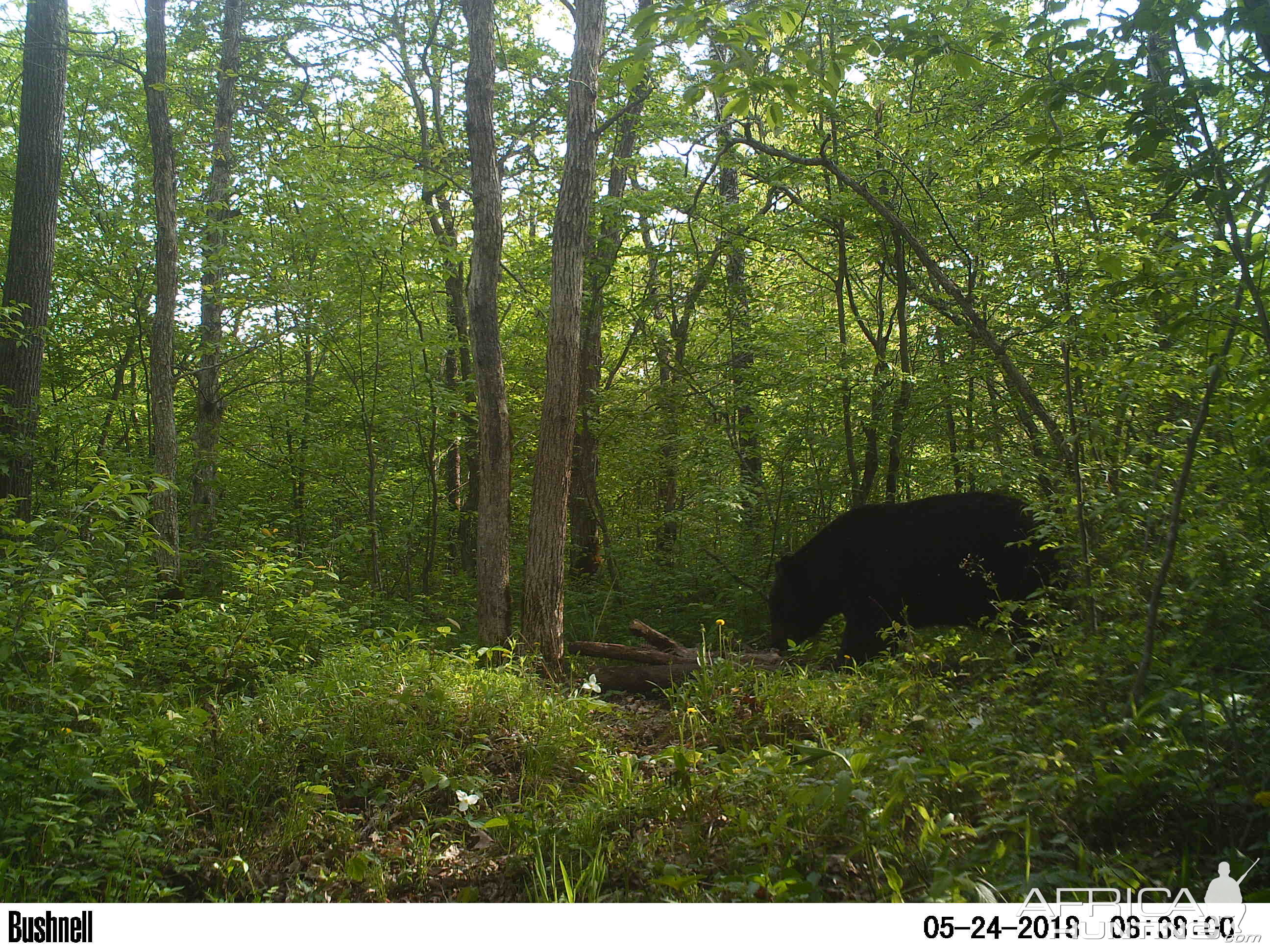 Wisconsin Bears Trail Cam Pictures