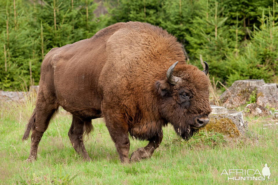 Wisent Bison