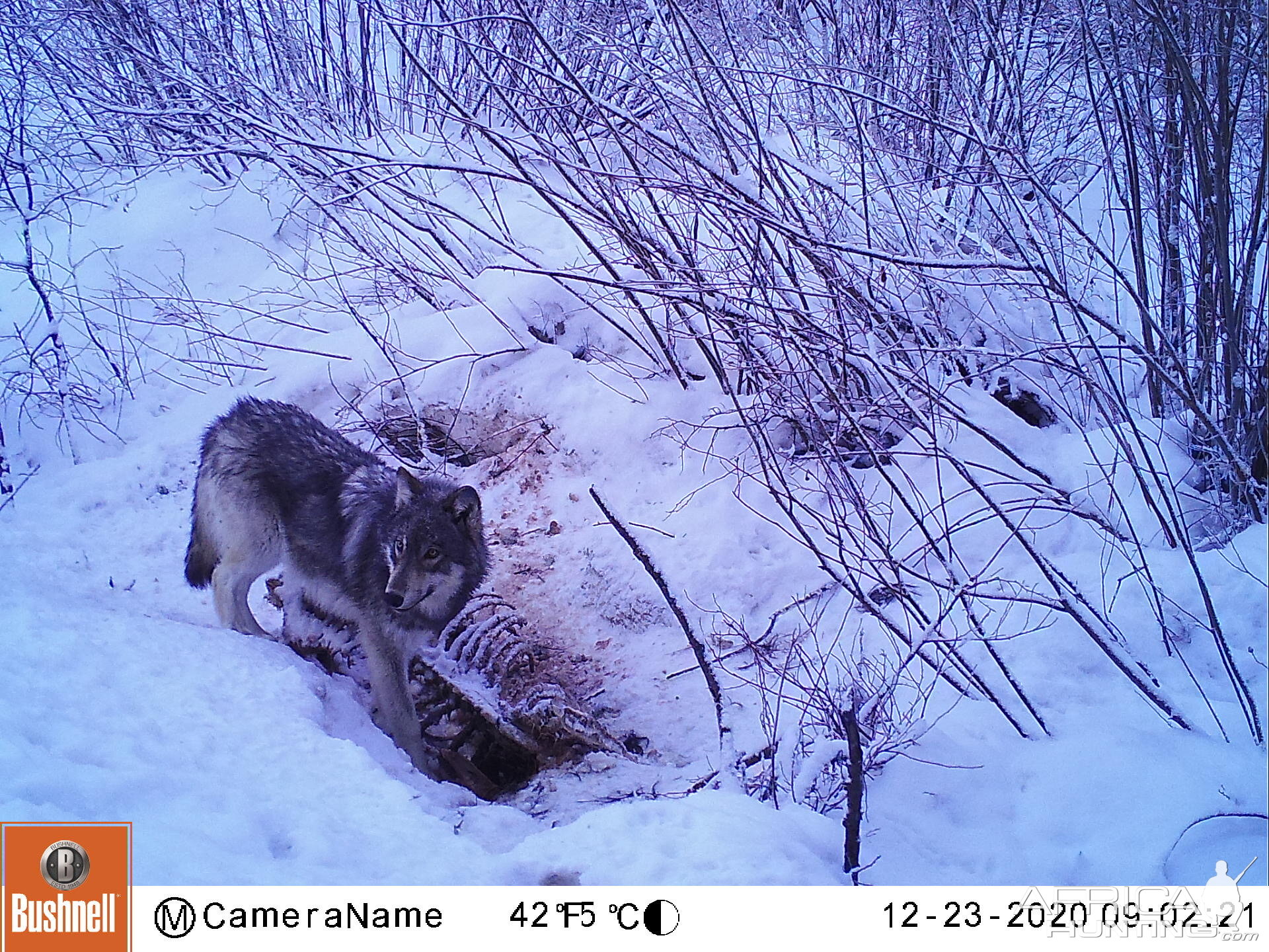 Wolf Hunt in Idaho & Montana