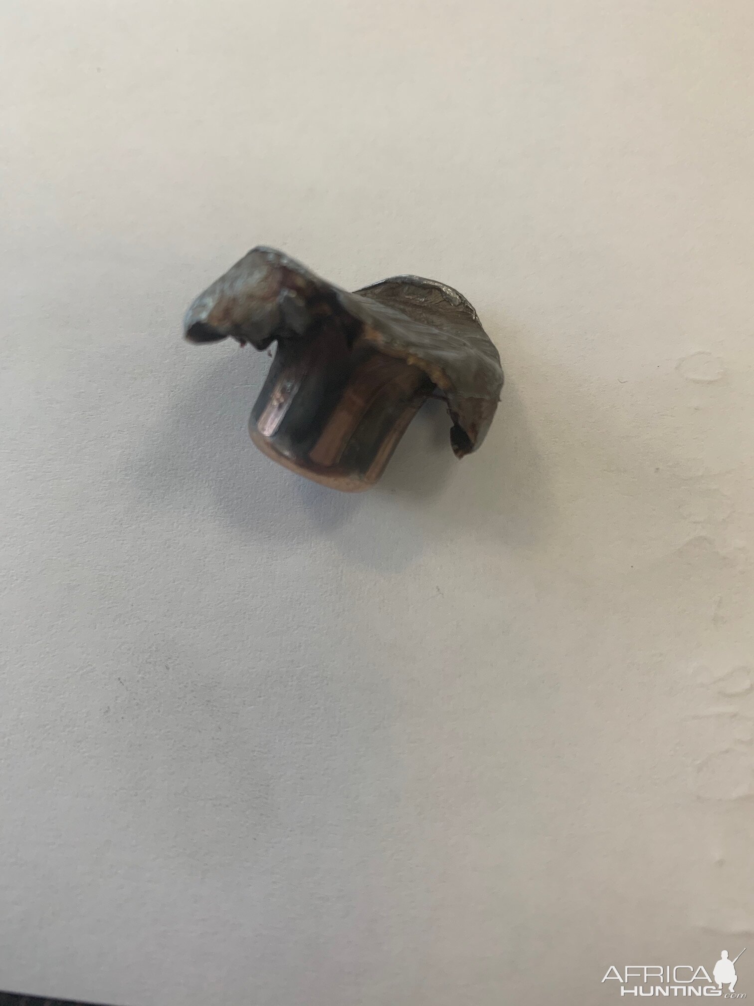 Woodleigh softs Bullet Performance