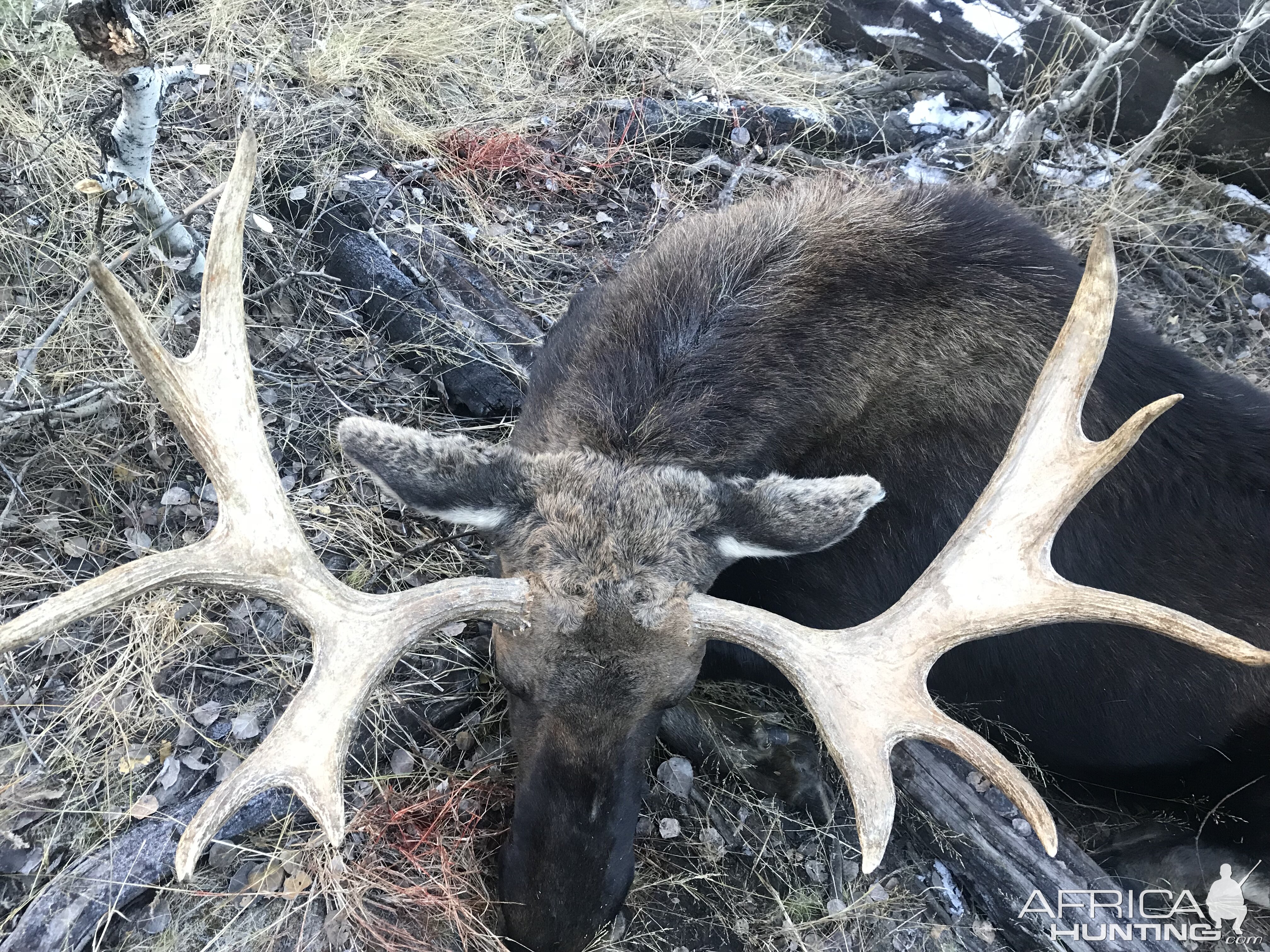 Wyoming USA Hunting Moose