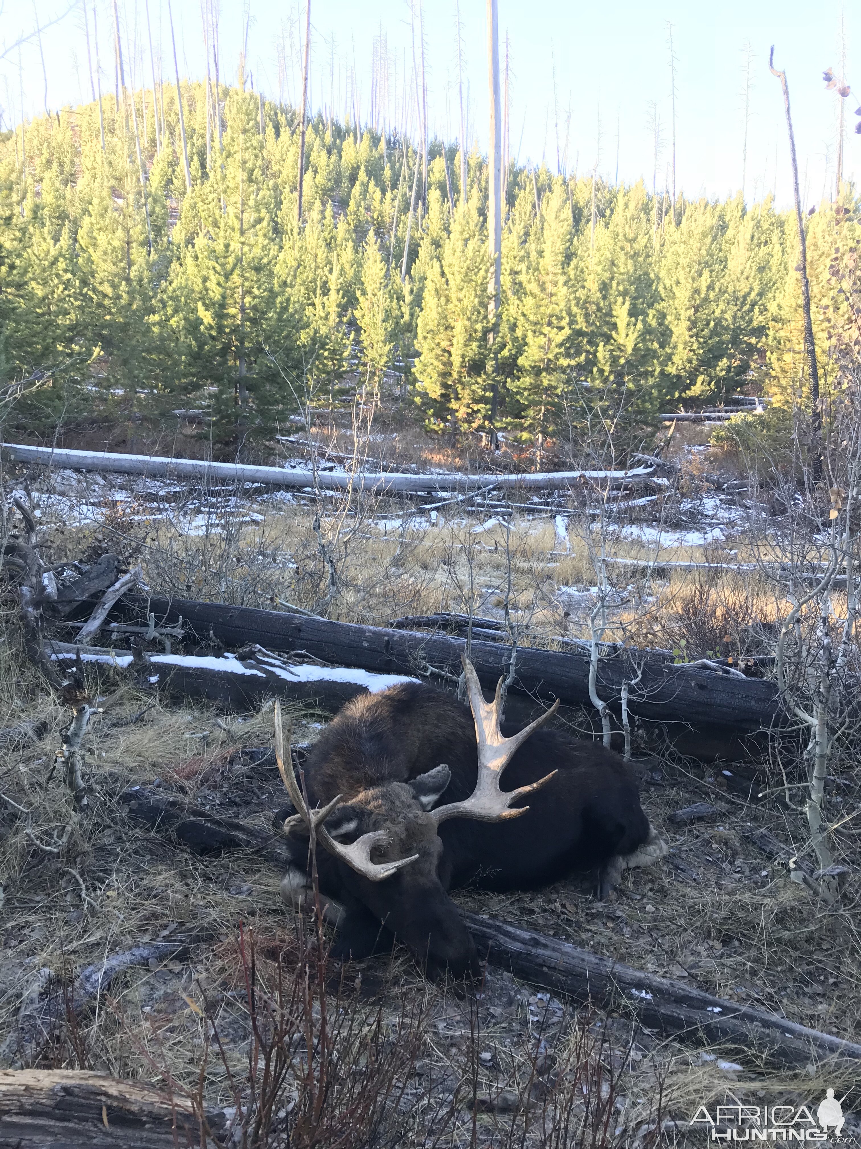 Wyoming USA Hunting Moose