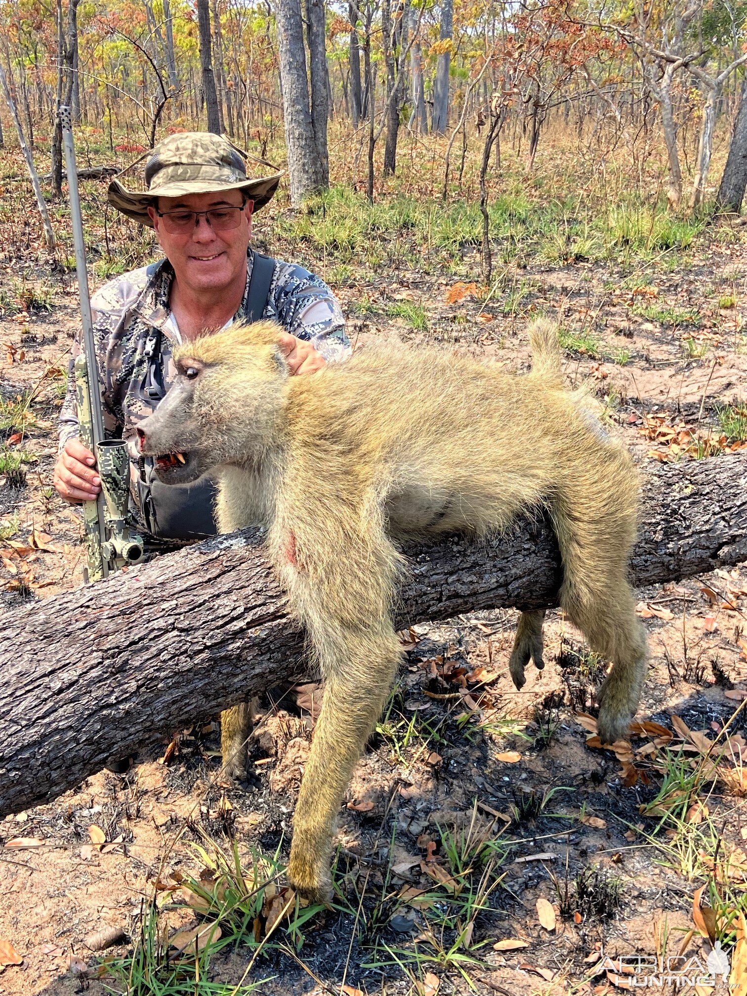 Yellow Baboon Hunt Tanzania