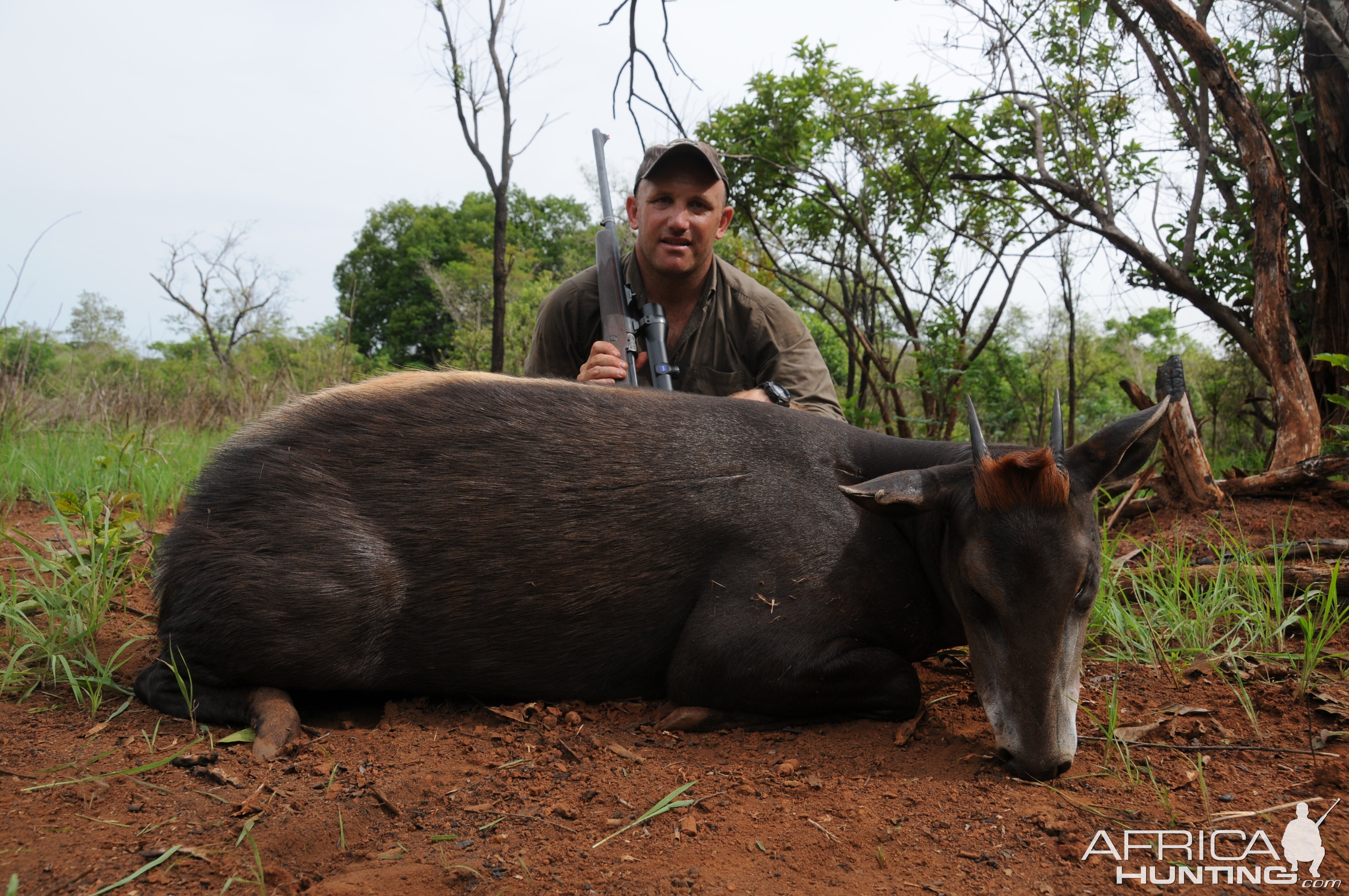 Yellow Back Duiker hunt with CAWA in CAR
