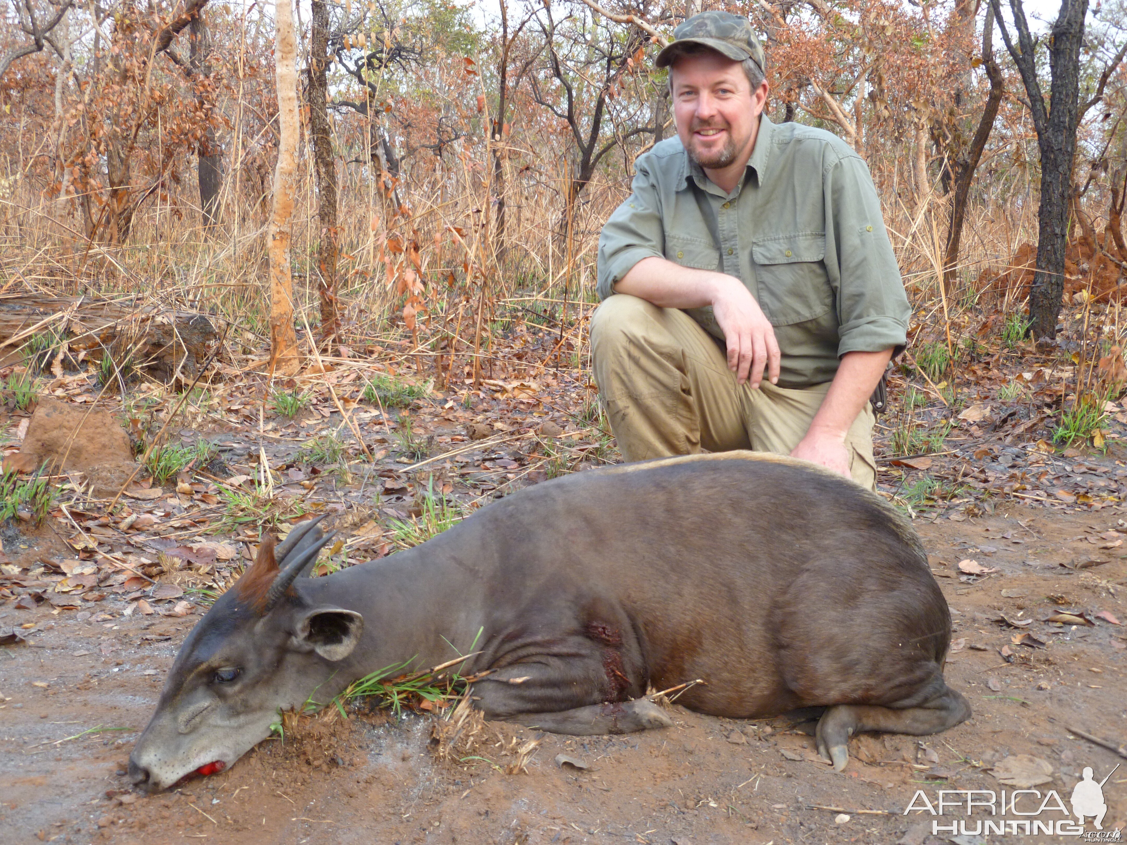 Yellow Back Duiker hunted in CAR with CAWA