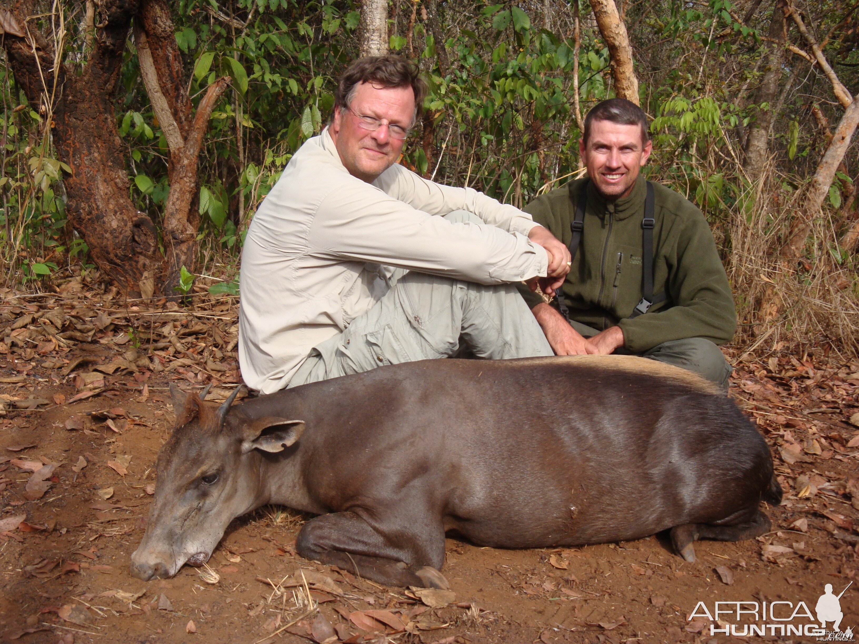 Yellow Back Duiker hunted in CAR with Central African Wildlife Adventures