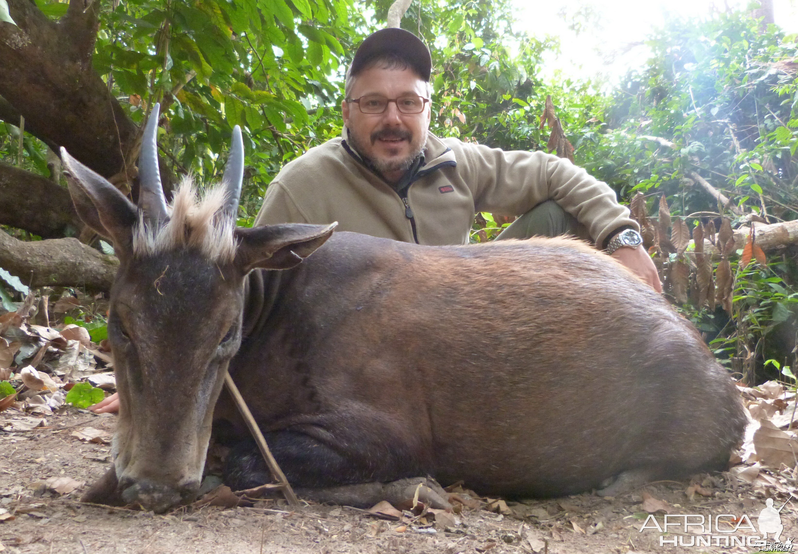 Yellow-Backed Duiker hunted in Central Africa with Club Faune