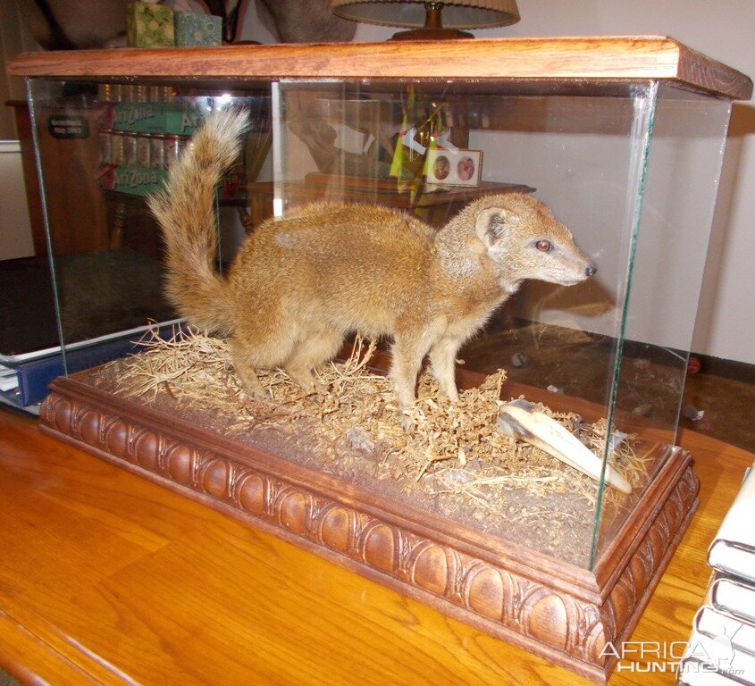 Yellow Mongoose Full Mount Taxidermy