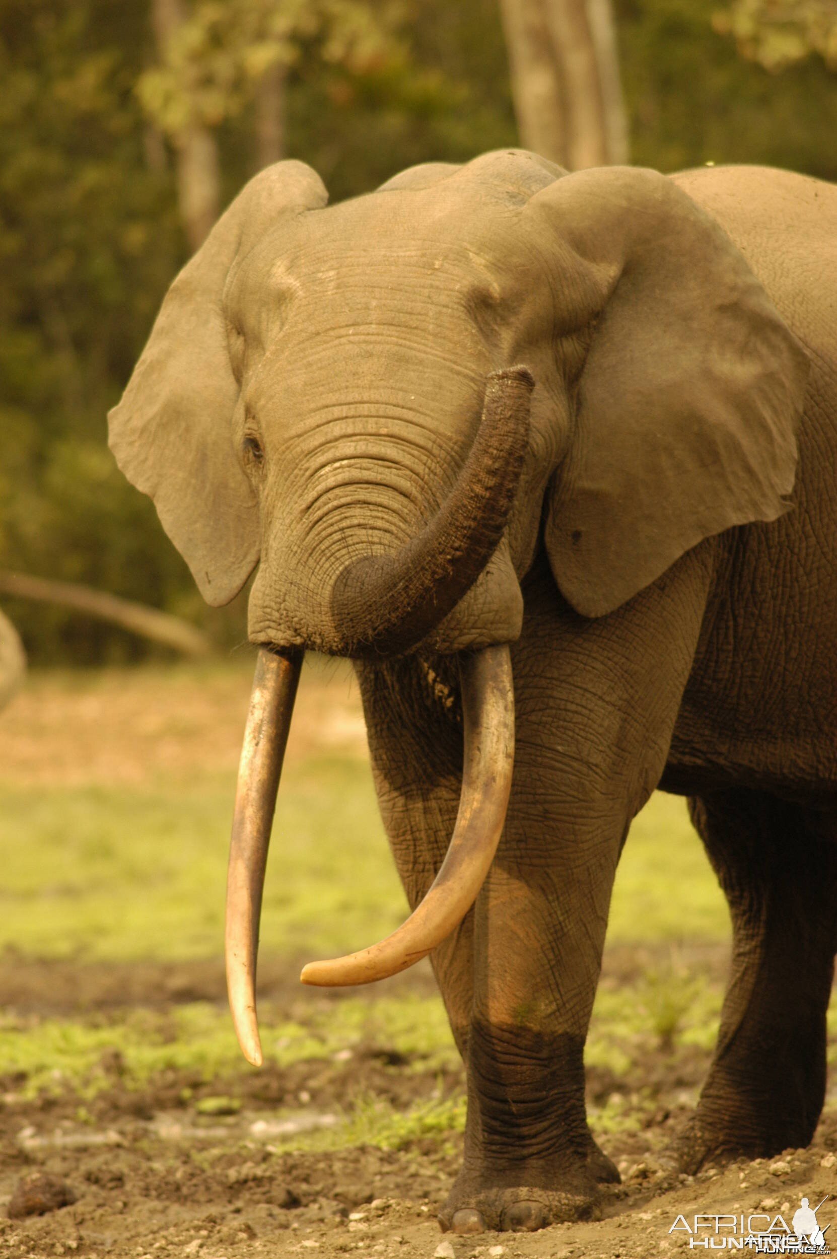 Young but long Forest Tusker