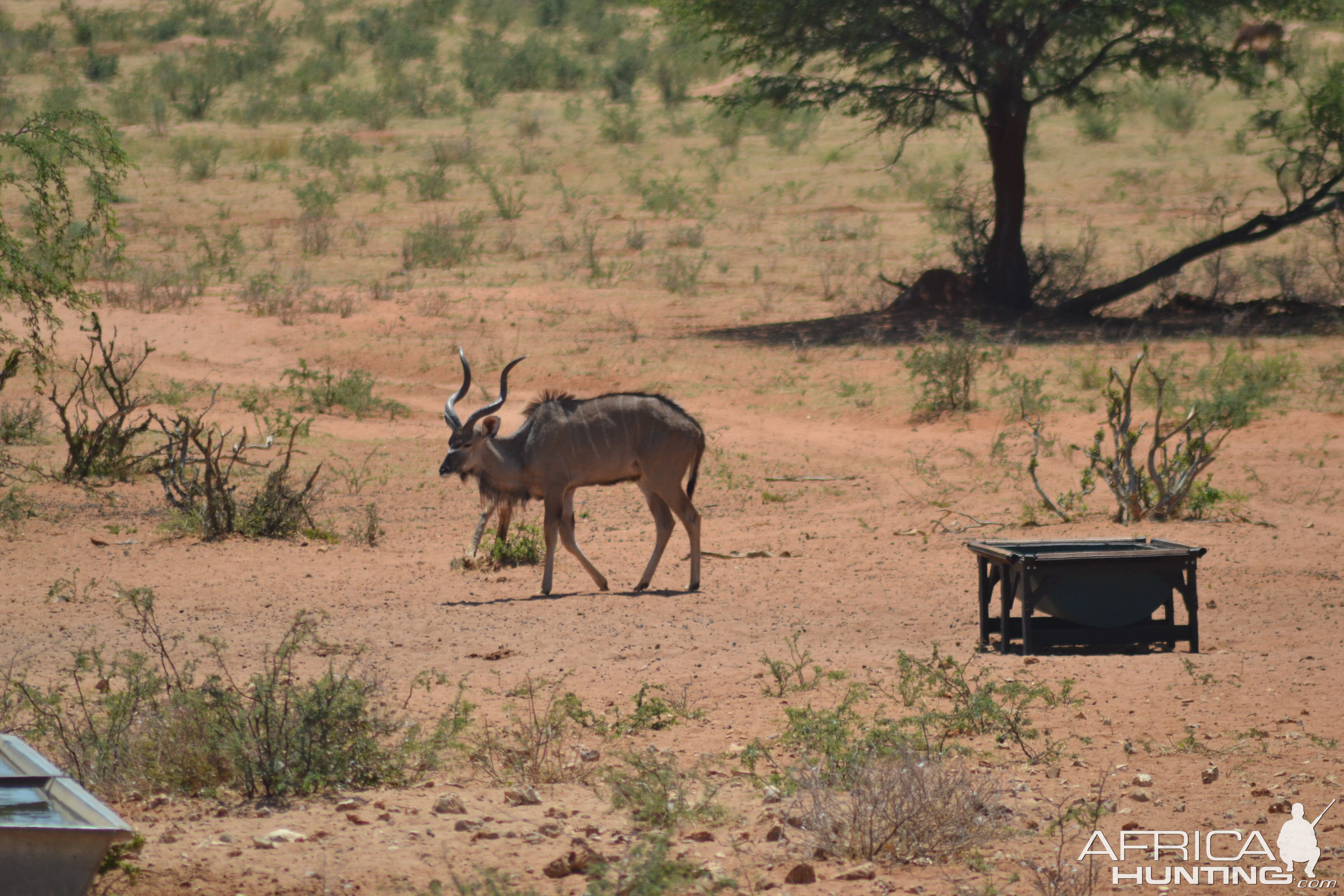 Young Kudu bull Namibia