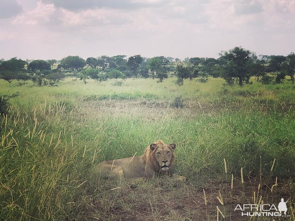 Young Mozambique Lions